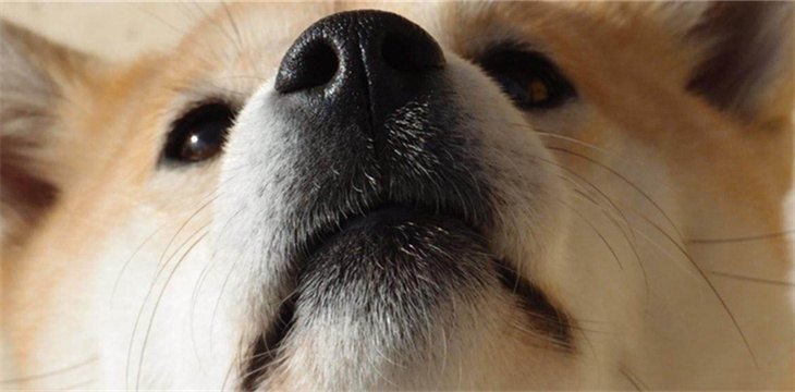 体味最小最干净的犬有什么品种