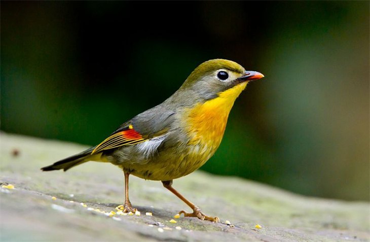 相思鳥(niǎo)有幾種 象征意義及飼養(yǎng)技巧