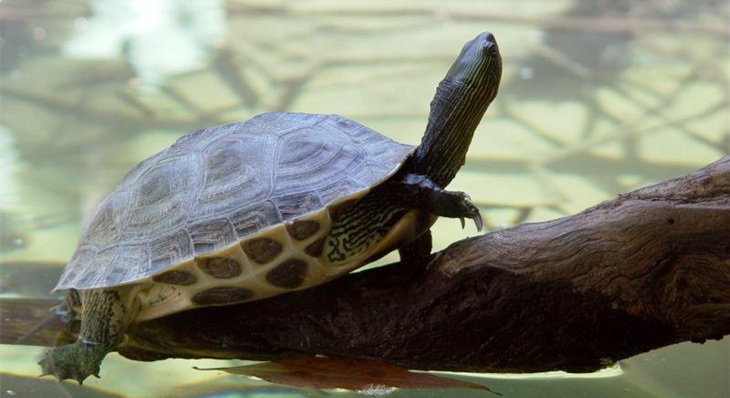 珍珠龟是花龟还是草龟