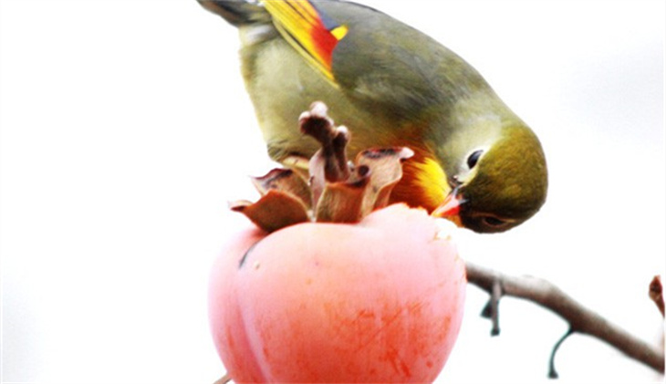 相思鸟吃什么果子 可以食用的食物有哪些
