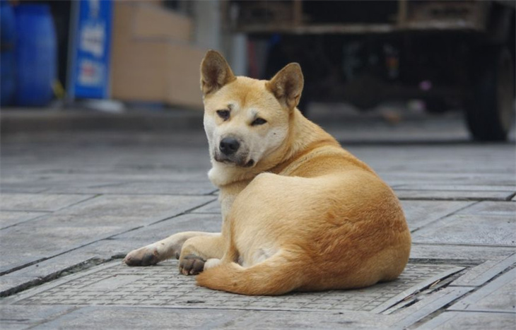 狗狗体臭和狗粮有关系吗