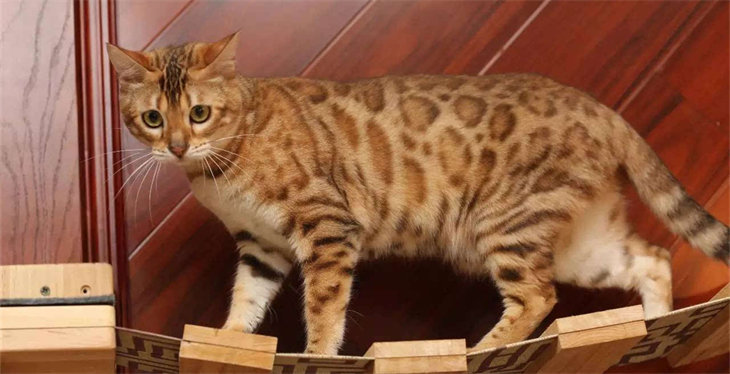 孟加拉豹猫适合家庭饲养吗