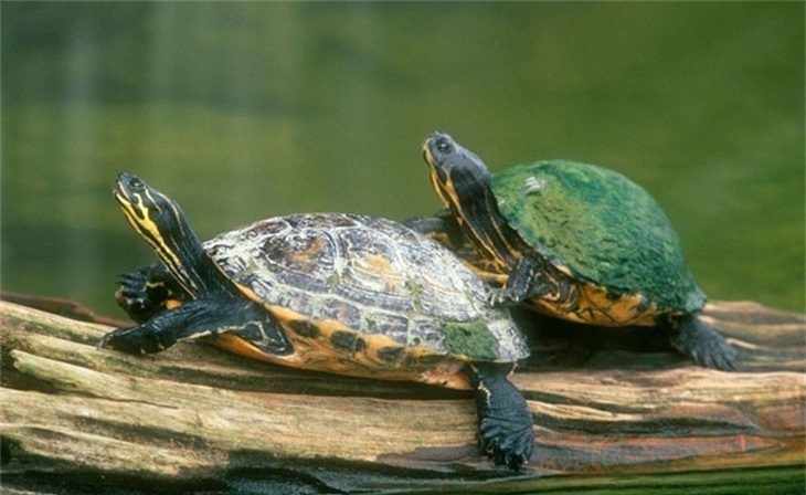 乌龟熟悉环境的表现有哪些