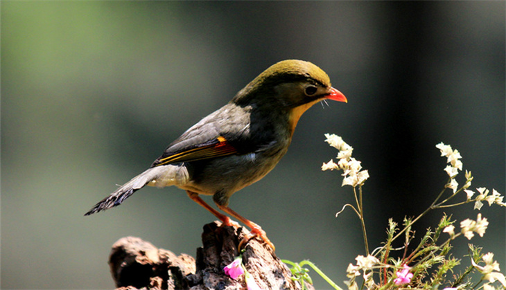 红嘴深绿毛的鸟是什么鸟