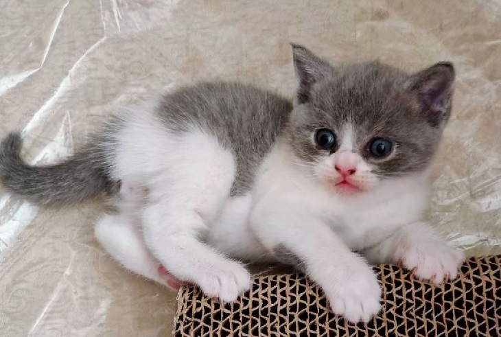 布偶猫和蓝白哪个好养 布偶猫和蓝白哪个好养