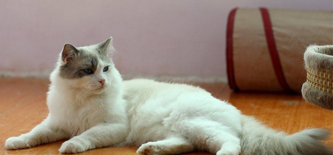 拿破仑猫和布偶猫的区别