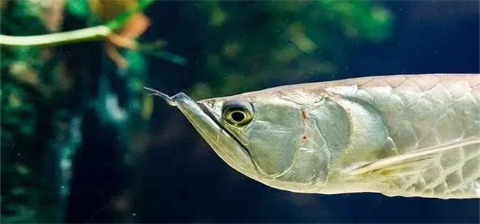 银龙鱼一次吃多少干虾合适