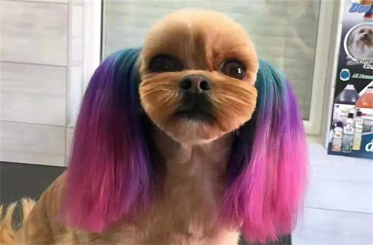 给狗狗剪毛去哪里剪最专业 给狗狗剪毛去哪里剪最专业