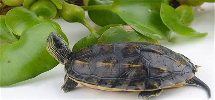 珍珠龟和花龟是一样的吗
