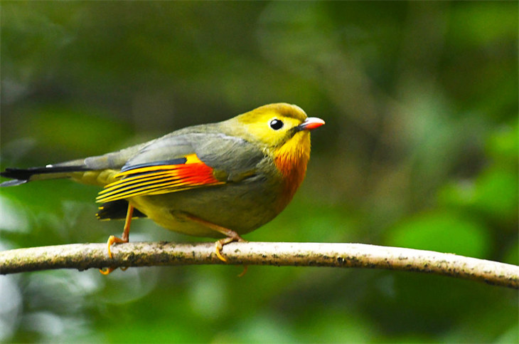 相思鳥用籠衣嗎