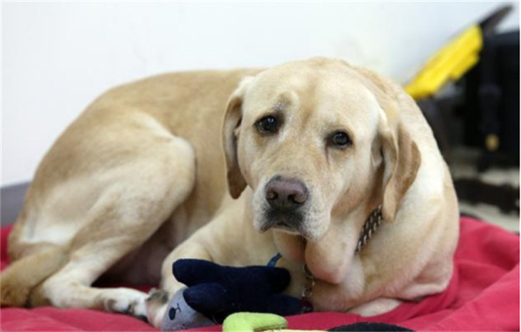 12种最适合懒人养的大型犬 12种最适合懒人养的大型犬