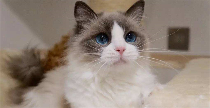 布偶猫有攻击性是什么原因导致的 布偶猫有攻击性是什么原因导致的