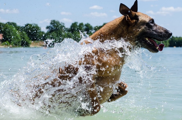 怎么训练马犬下水游泳