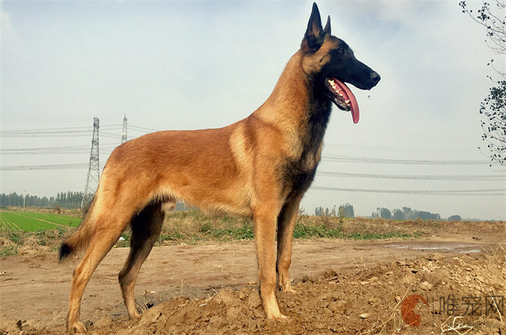 马犬和金毛哪个贵 更适合家养