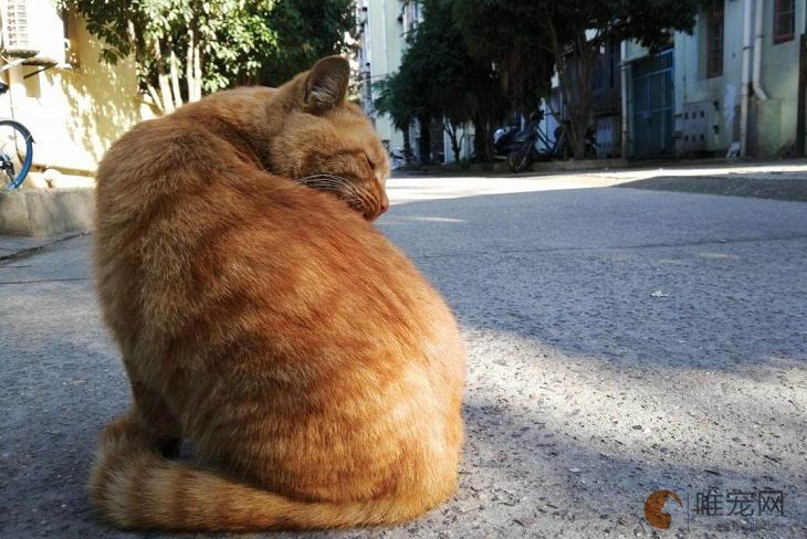 中华田园猫21种花色是哪些
