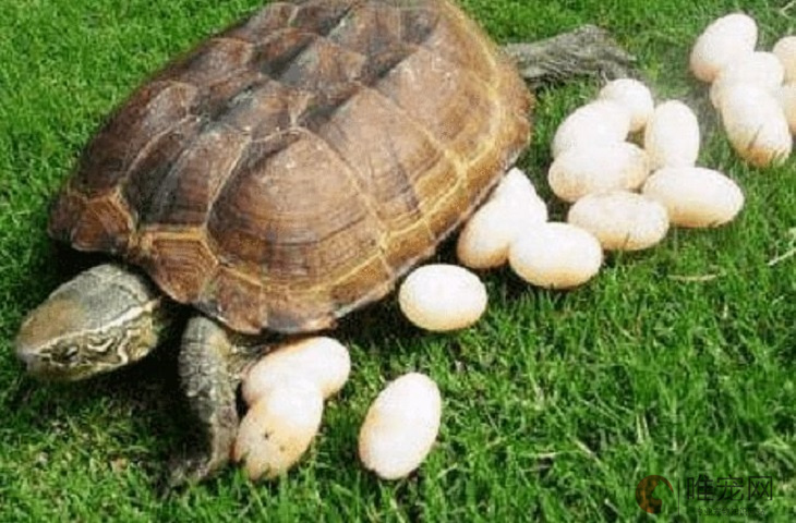 怎样看出乌龟肚子里有蛋