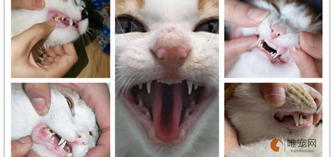 不同月份的猫咪牙齿图解 不同月份的猫咪牙齿图解