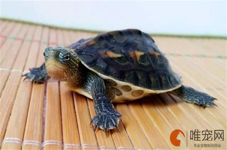 花龟和珍珠龟有什么区别 是一个品种吗