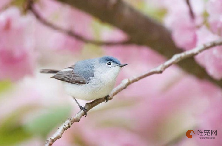 女人為什么不能養(yǎng)鳥毀一生 這種說法有理嗎