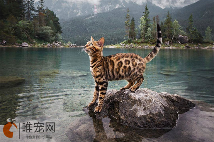 孟加拉豹猫的寿命长吗 能活多少年