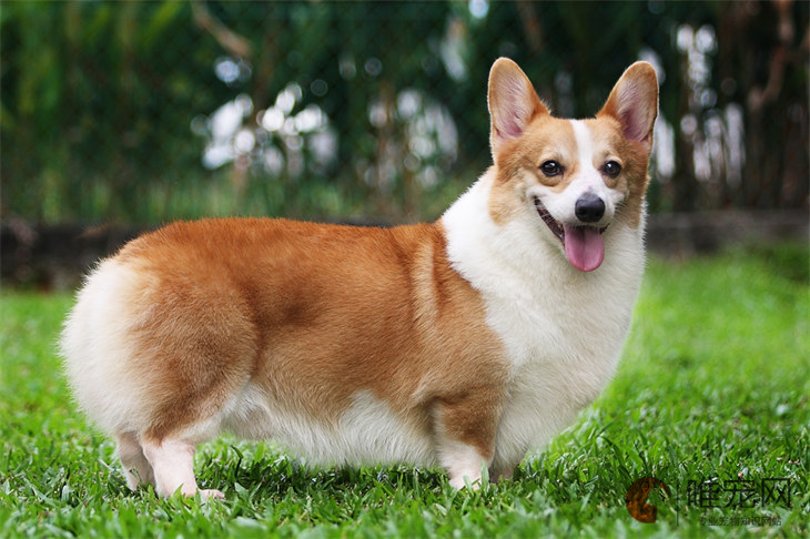 柯基犬比熊新手适合养哪种 柯基犬比熊新手适合养哪种