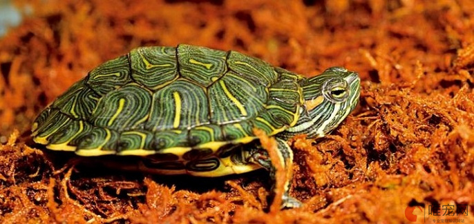 巴西龟生态杀手称号是怎么来的