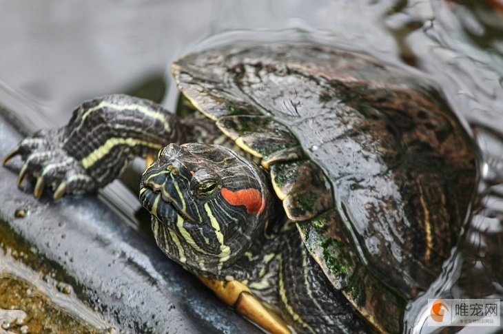 巴西龟对人的危害 养龟的禁忌有哪些