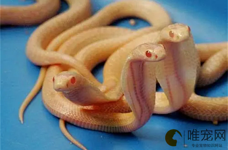 粉红色的小蛇是什么蛇