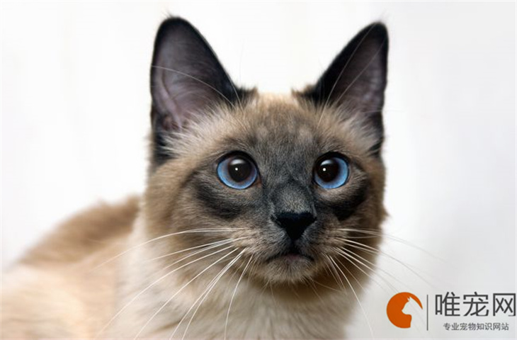 暹罗猫小时候眼睛不蓝是纯种吗