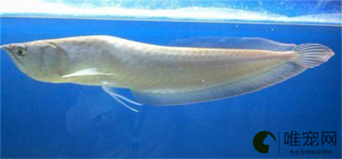 银龙鱼10厘米一个月能长多大