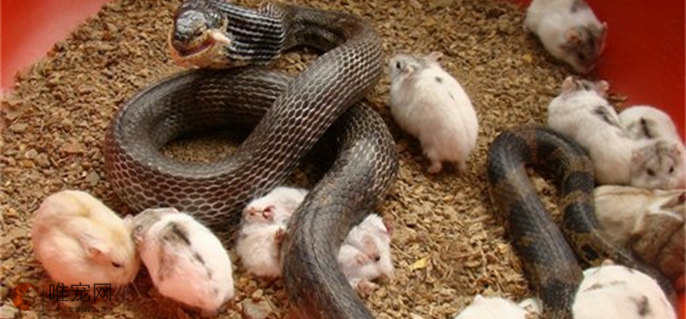 为什么黑王蛇不吃冻鼠