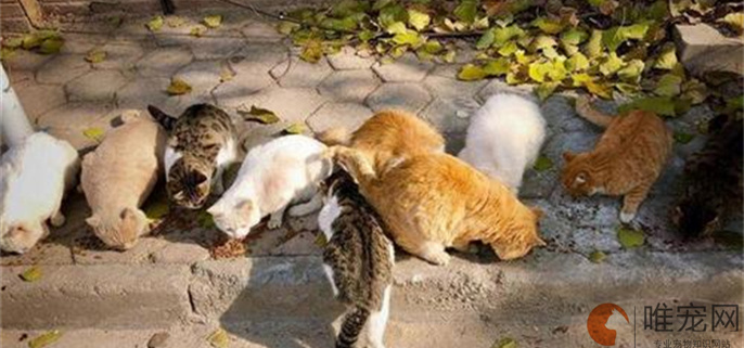 为什么不能在家门口喂流浪猫 为什么不能在家门口喂流浪猫