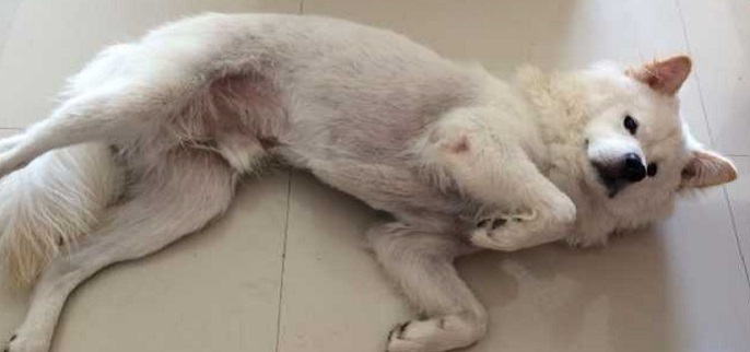 令人着迷的冰雪帝王――阿拉斯加雪橇犬 松狮犬的训练_网_宠物狗尿到床上怎么办