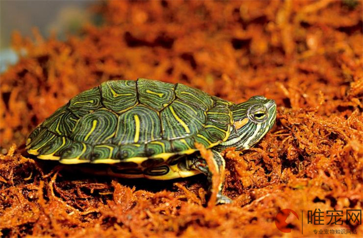 巴西龟这么可爱为什么说他们不好