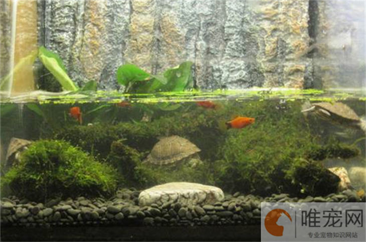 樟树叶可以放在乌龟缸里吗 有什么好处