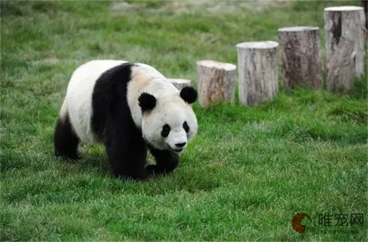 熊猫现在是不是二级保护动物 为什么被降级