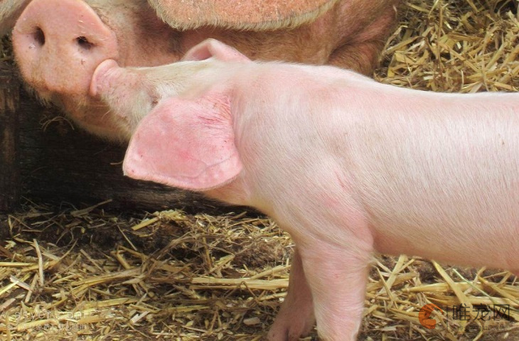 粉白色的宠物猪叫什么名字