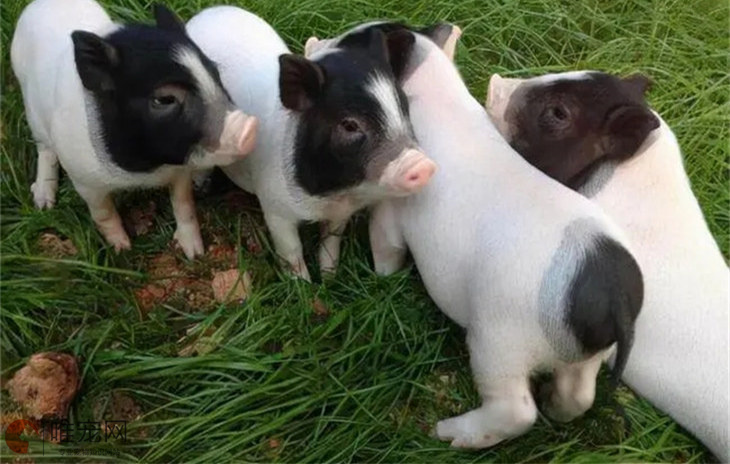 蜡香猪是世界上最小的猪嘛