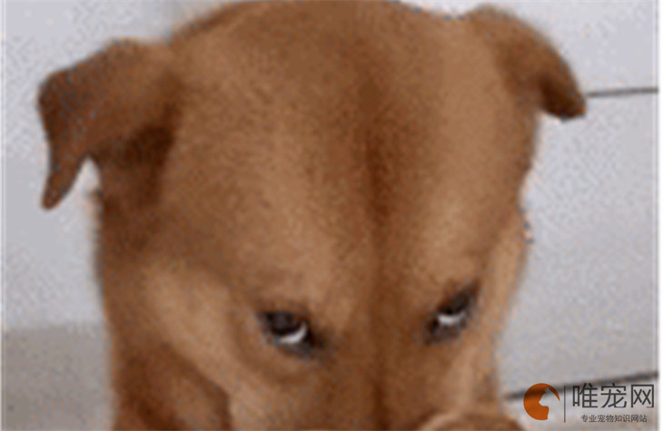 怎么才知道狗被打服了 打怕是什么表现 怎么才知道狗被打服了 打怕是什么表现