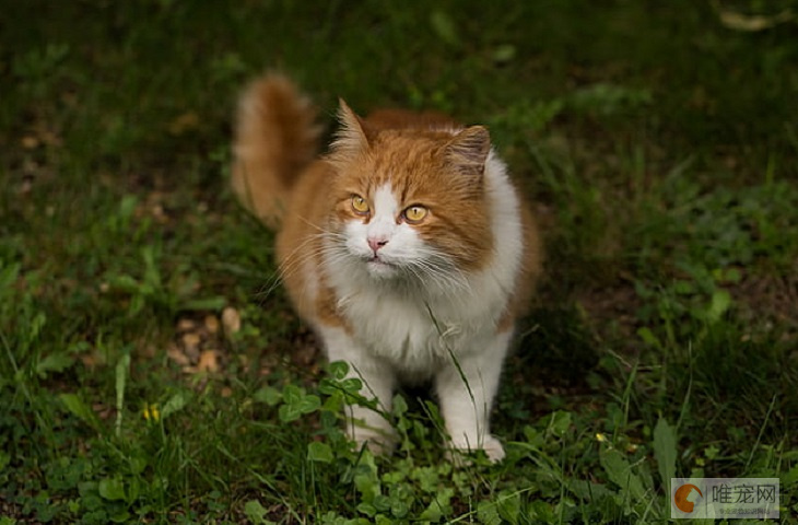 属虎的人为啥不能养猫 猫和什么属相相克 属虎的人为啥不能养猫 猫和什么属相相克