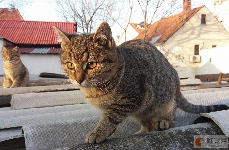 为什么土猫不用打疫苗 农村养的猫就没事吗 为什么土猫不用打疫苗 农村养的猫就没事吗