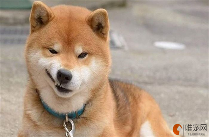 中国禁养柴犬的原因是什么 养什么狗比较省心