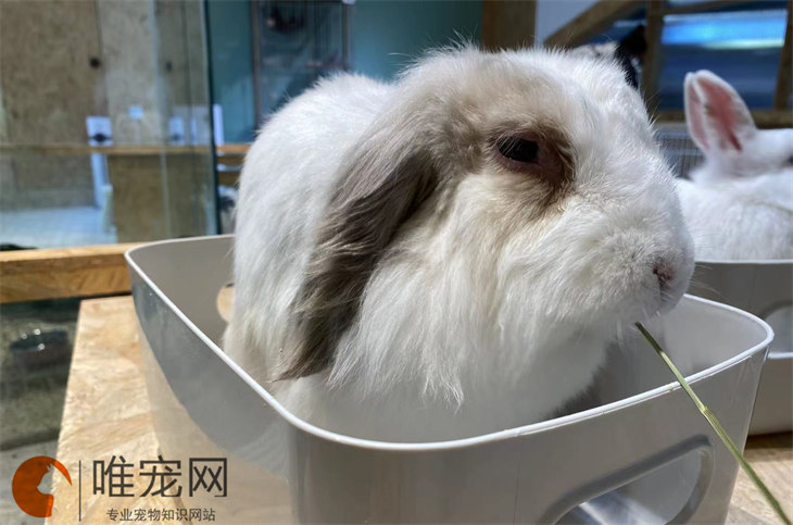 三个月的垂耳兔有多大 可以吃什么 三个月的垂耳兔有多大 可以吃什么
