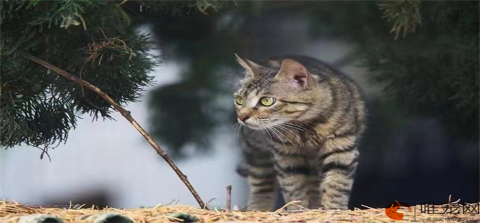 狸花猫千万不能养为什么 有哪些禁忌