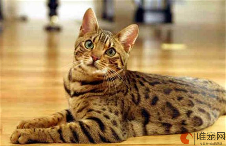 孟加拉豹猫表达能力强吗 性格怎么样