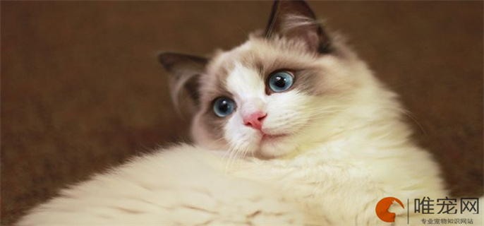 布偶猫应激死亡的原因 布偶猫应激死亡的原因