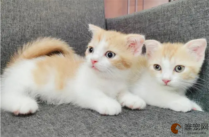 白脚猫为什么不吉利 有哪些忌讳 白脚猫为什么不吉利 有哪些忌讳