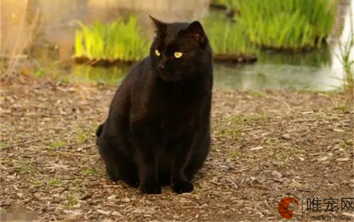 晚上捡黑猫回家有忌讳吗 被一只黑猫跟着代表什么
