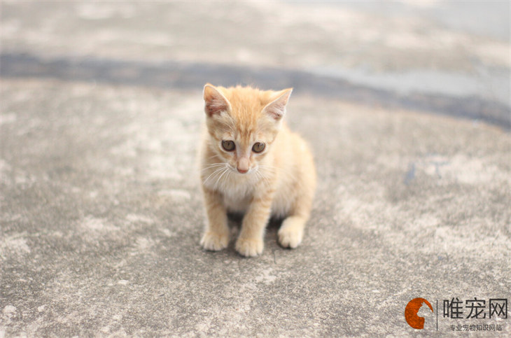 猫被打求饶的表现 会怕你多久 猫被打求饶的表现 会怕你多久