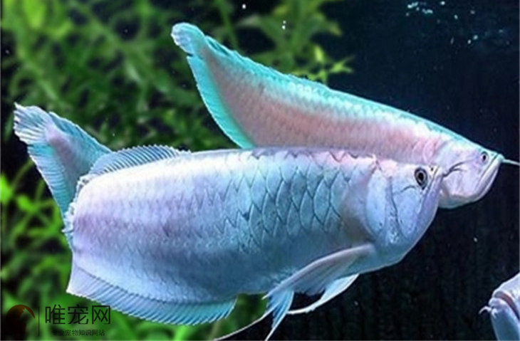 银龙鱼最喜欢吃什么饲料 喂养技巧有哪些